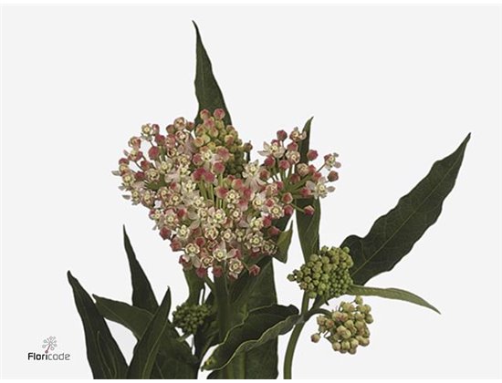 Aralija Variegated (p. bunch) c202