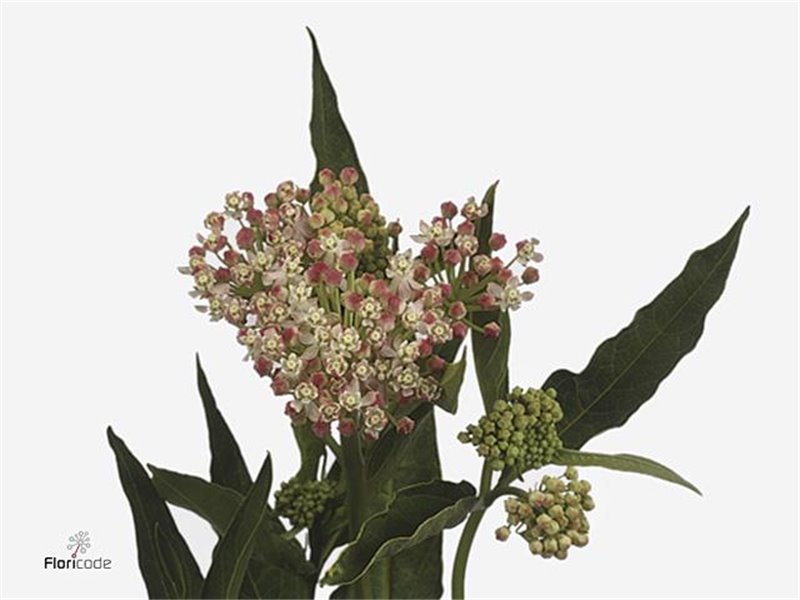 Aralija Variegated (p. bunch) c202
