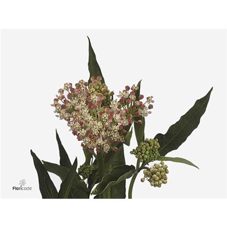 Aralija Variegated (p. bunch) c202