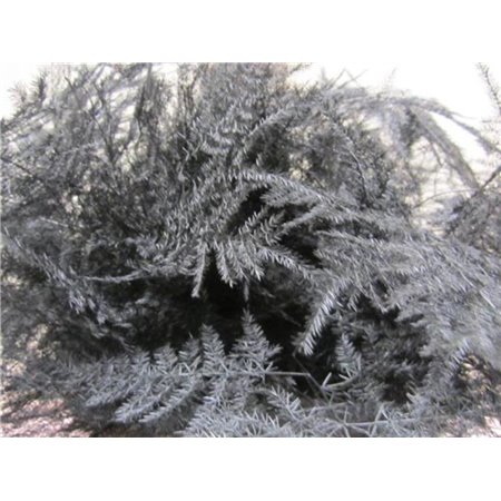 Asparagus 1e feather Baby Rose c209