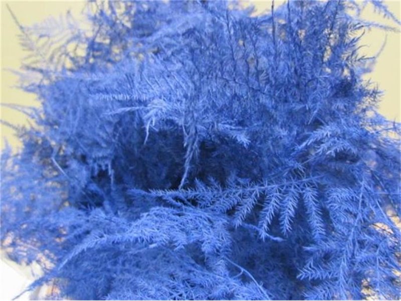 Asparagus 1e feather Blue c210