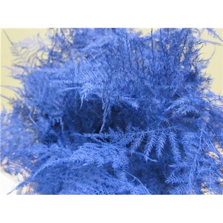Asparagus 1e feather Blue c210