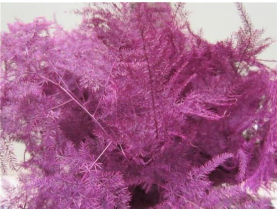 Asparagus 1e feather Cerise c212