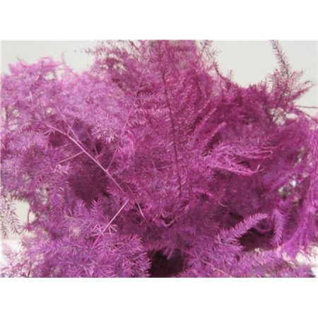 Asparagus 1e feather Cerise c212