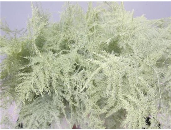 Asparagus 1e feather Creme c214