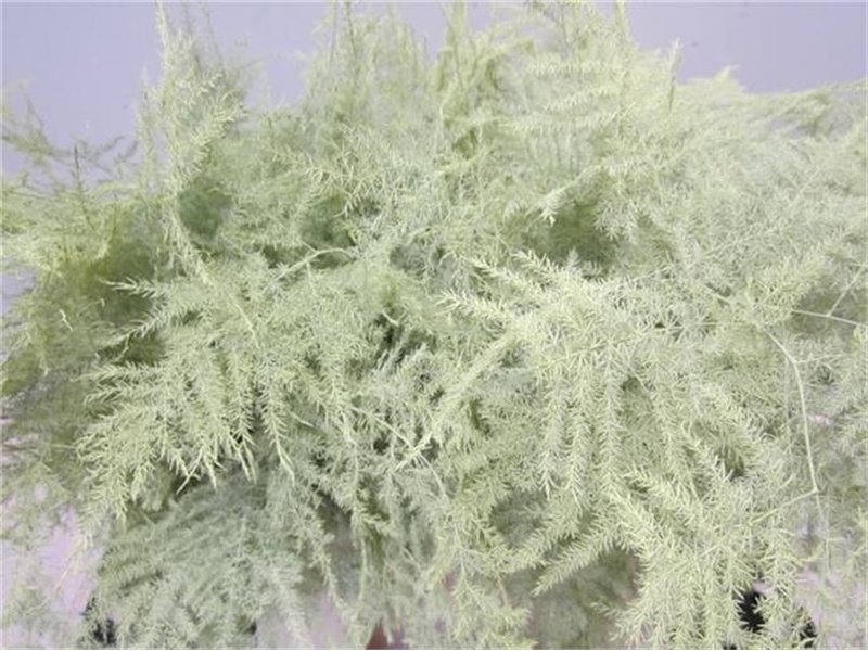 Asparagus 1e feather Creme c214