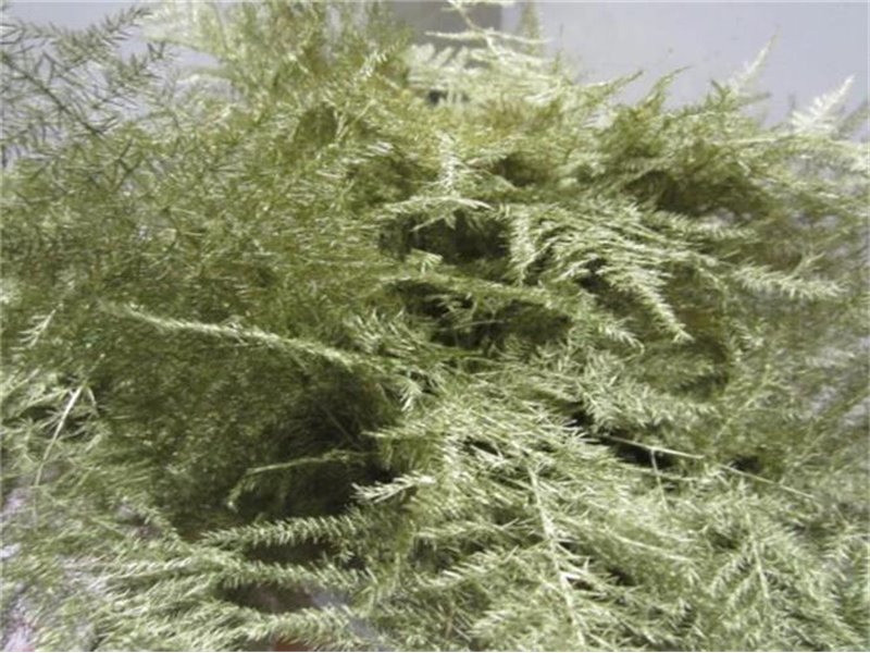 Asparagus 1e feather Gold c215