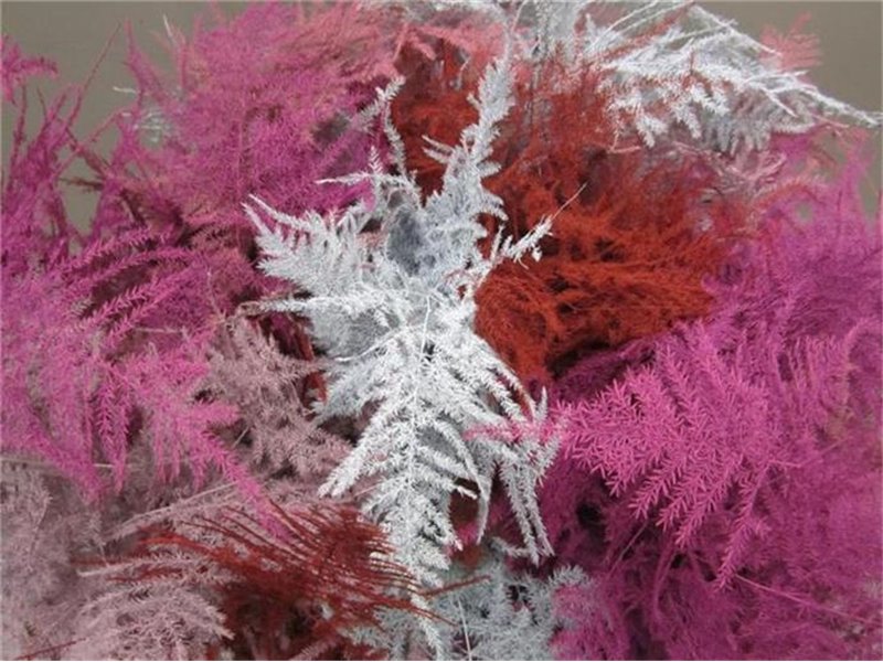 Asparagus 1e feather Love Mixed c217