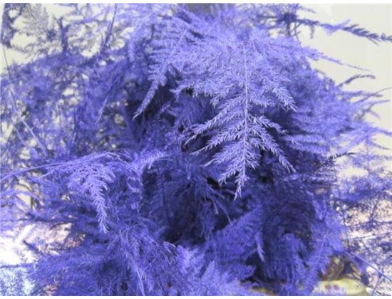 Asparagus 1e feather Pale Blue c221