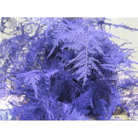Asparagus 1e feather Pale Blue c221