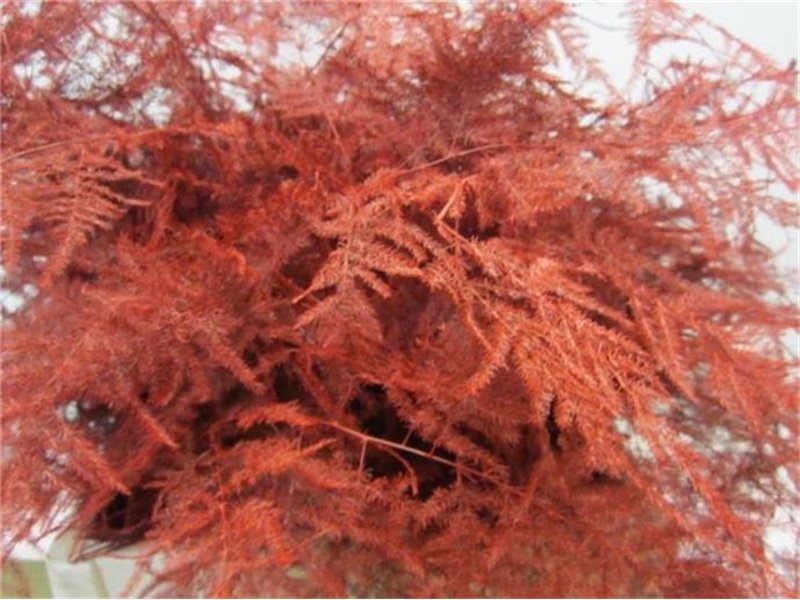Asparagus 1e feather Red c222