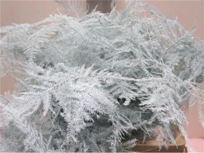 Asparagus 1e feather White c226