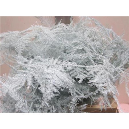 Asparagus 1e feather White c226