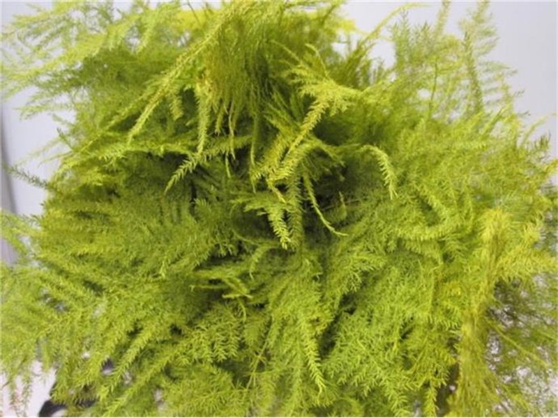 Asparagus 1e feather Yellow c227