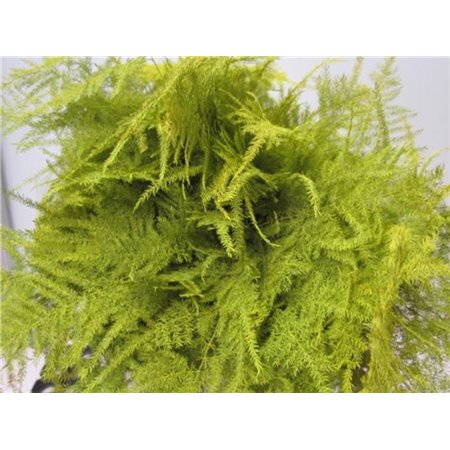 Asparagus 1e feather Yellow c227
