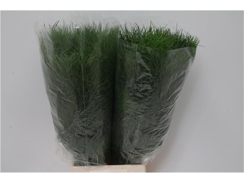 Asparagus Corallo 200gr (p. bunch) c229