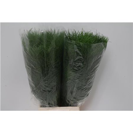 Asparagus Corallo 200gr (p. bunch) c230