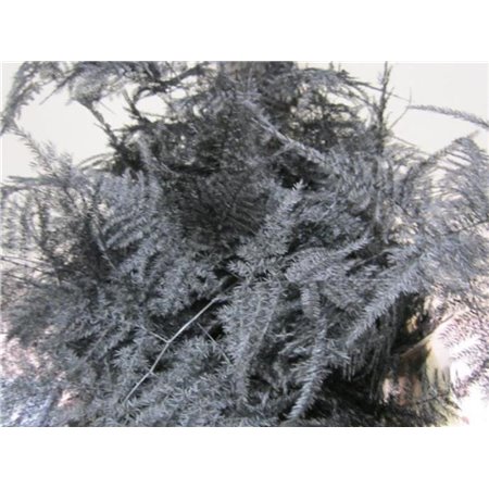 Asparagus Extra feather Black c240