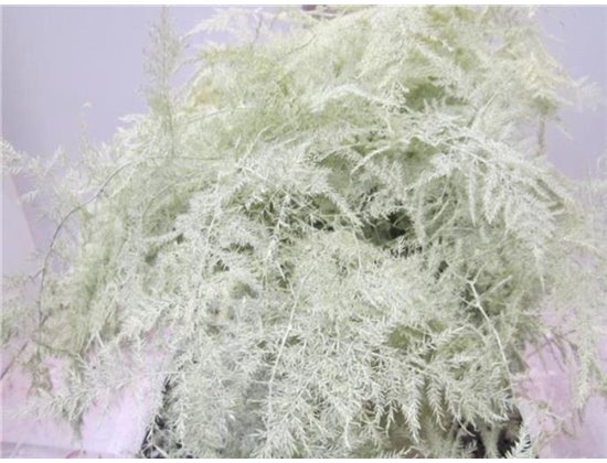 Asparagus Extra feather Creme c244
