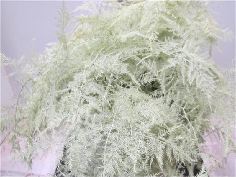 Asparagus Extra feather Creme c244