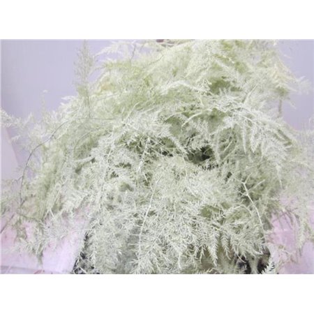 Asparagus Extra feather Creme c244