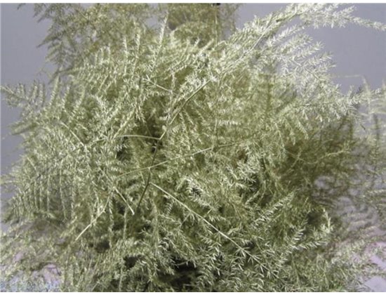 Asparagus Extra feather Creme c245