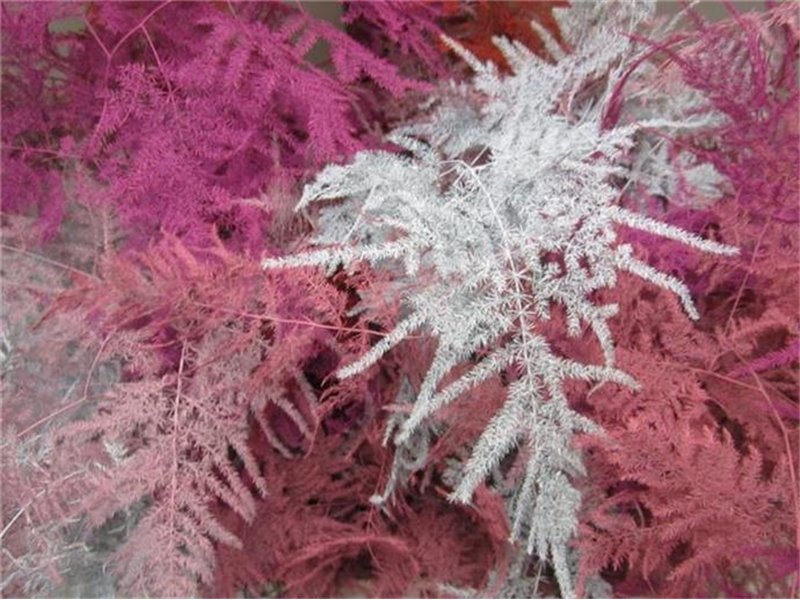 Asparagus Extra feather Lavender c248