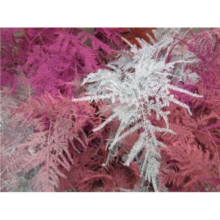 Asparagus Extra feather Lavender c248