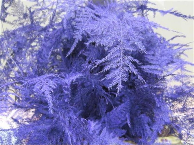 Asparagus Extra feather Purple c251