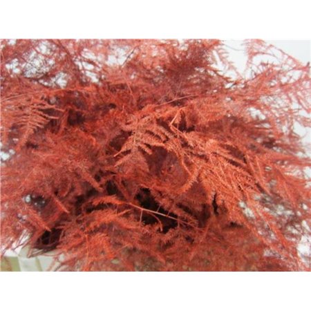 Asparagus Extra feather Red c252