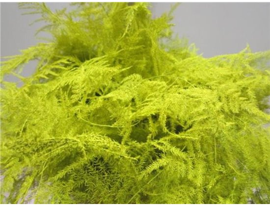 Asparagus Extra feather White c256