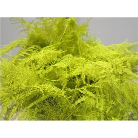 Asparagus Extra feather White c256