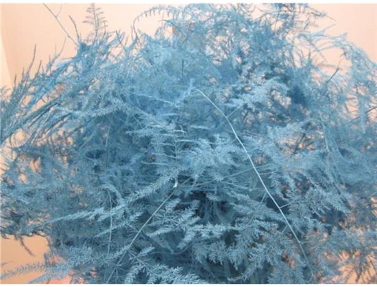 Asparagus Long Get Ice Blue c268