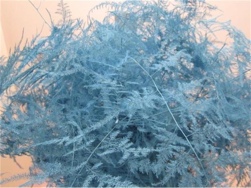 Asparagus Long Get Ice Blue c268