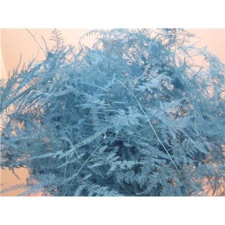 Asparagus Long Get Ice Blue c268