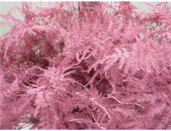 Asparagus Long Get Rose c273