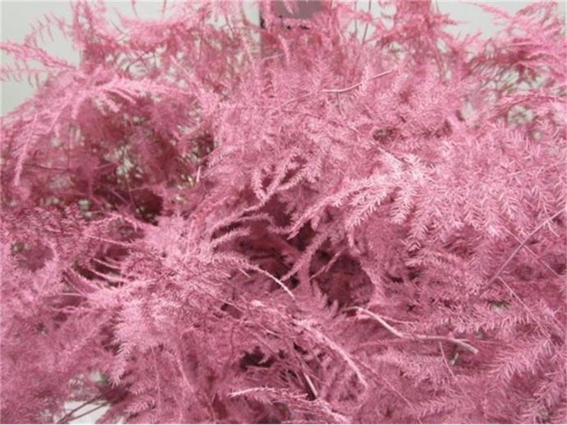 Asparagus Long Get Rose c273