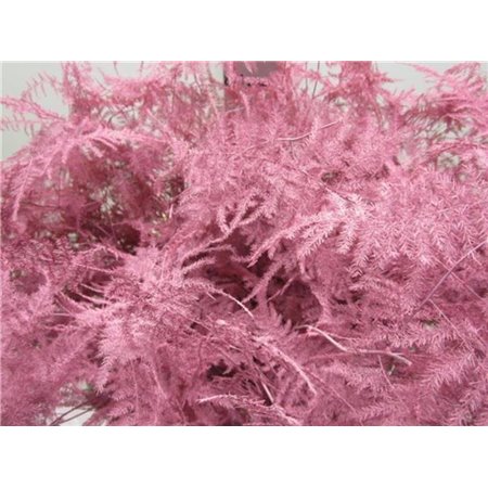 Asparagus Long Get Rose c273