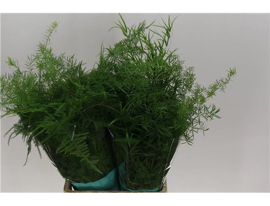 Asparagus Mix Bunch c283