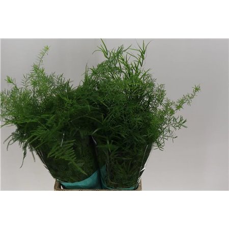 Asparagus Mix Bunch c283