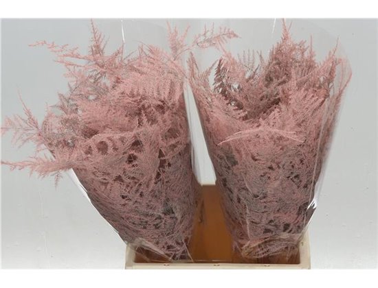 Asparagus Setac middle Getopt c291