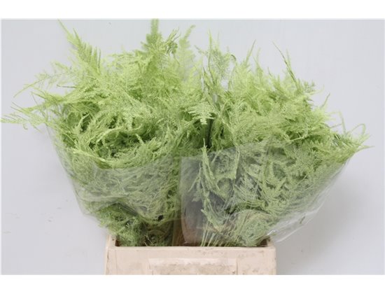 Asparagus Short Mint c294