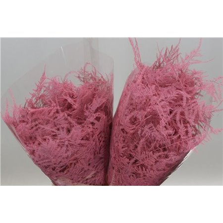 Asparagus Short Pale Pink c297