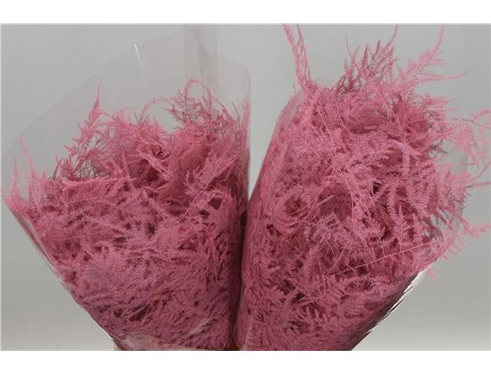 Asparagus Short Rose c298