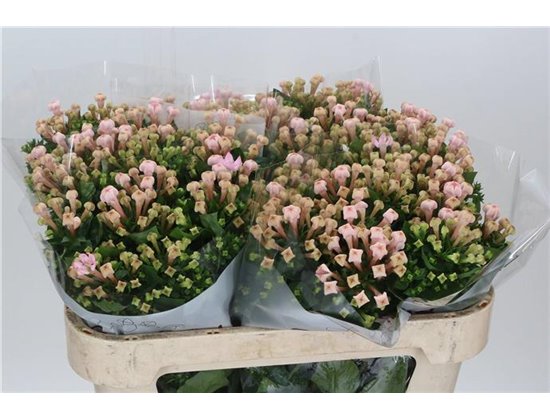 Buvardija Single Sweet Jewel c451