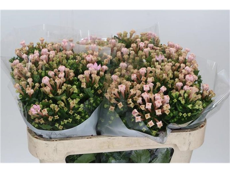 Buvardija Single Sweet Jewel c451
