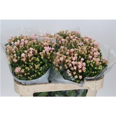 Buvardija Single Sweet Jewel c451