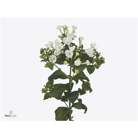 Buvardija Single White Sensation c453