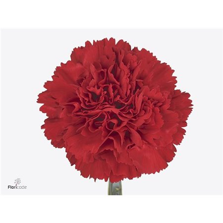 Nagelj Funza Long Red Marthe c545