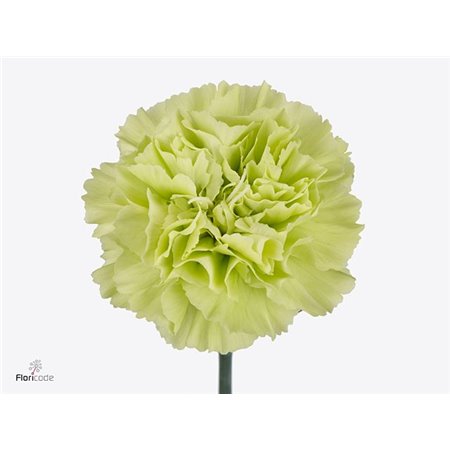 Nagelj Short Green Shot c672